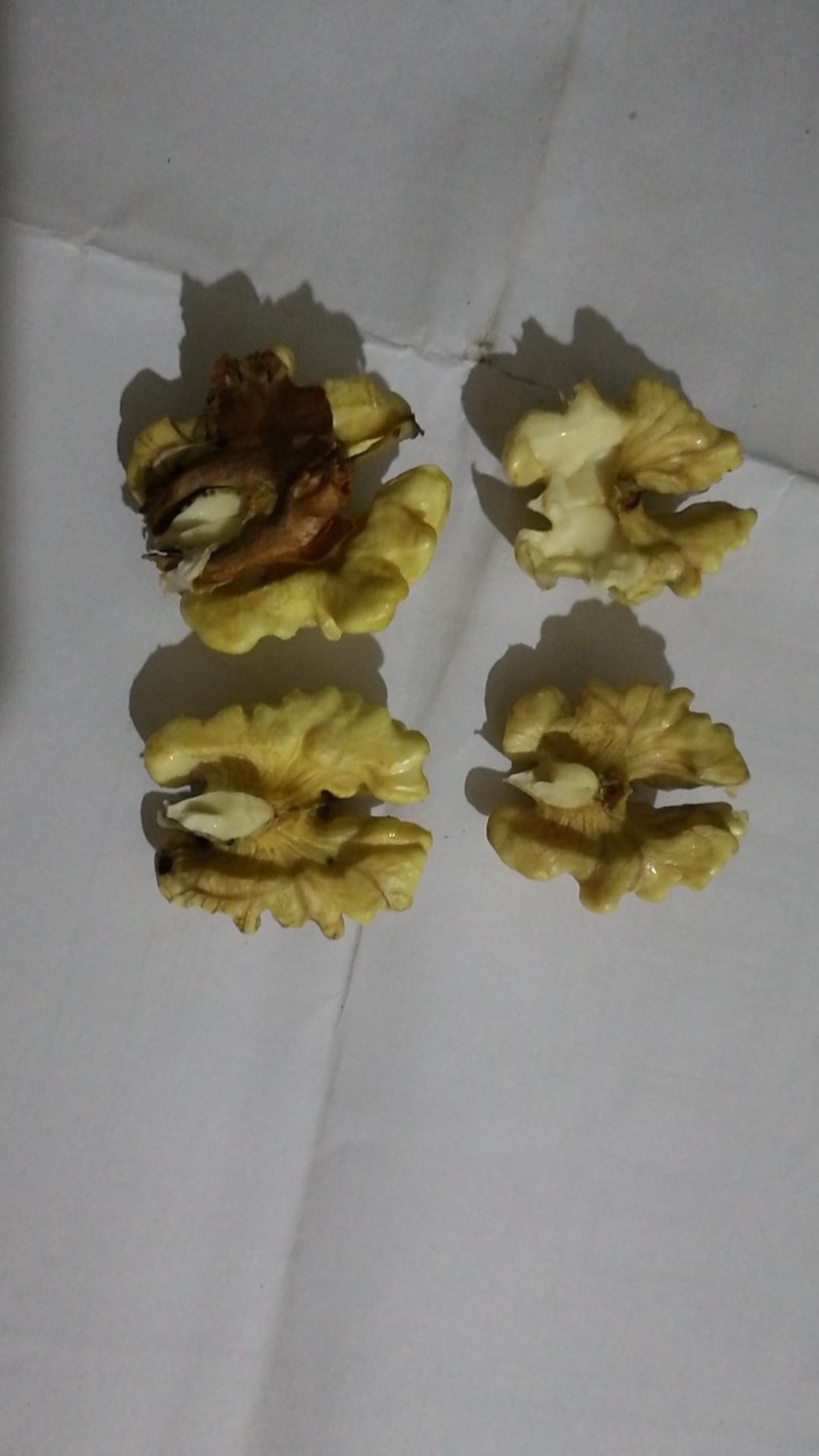 青皮、裸果核桃