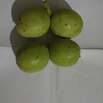 青皮、裸果核桃