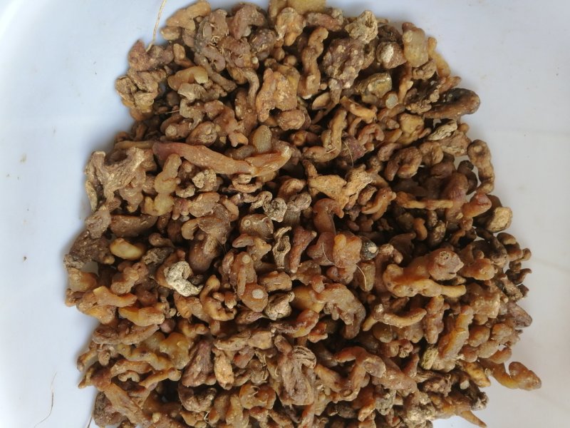 黄精投料货