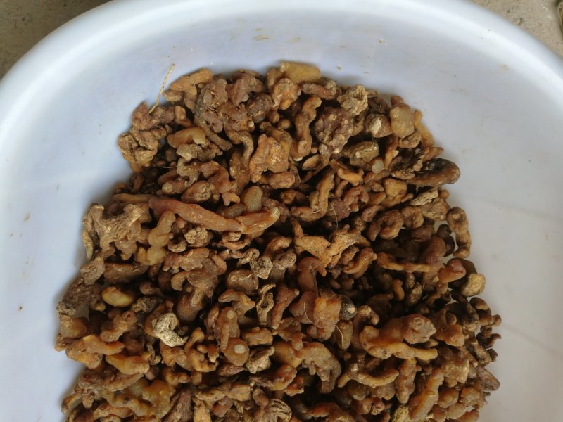黄精投料货