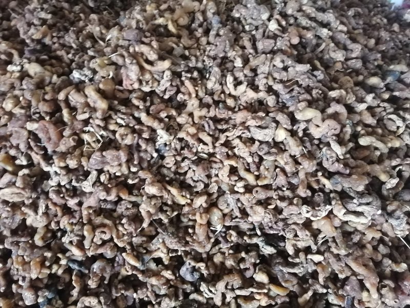 黄精投料货