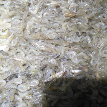 清水小河虾，虾稻混养