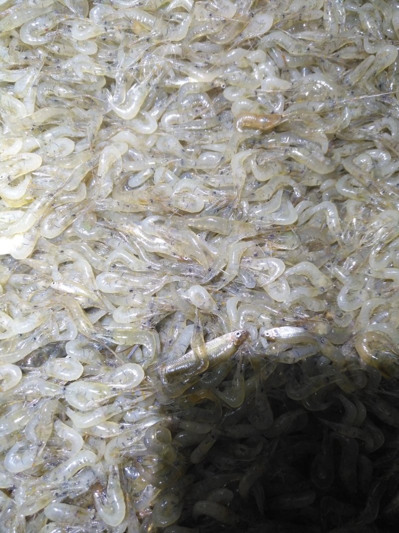 清水小河虾，虾稻混养