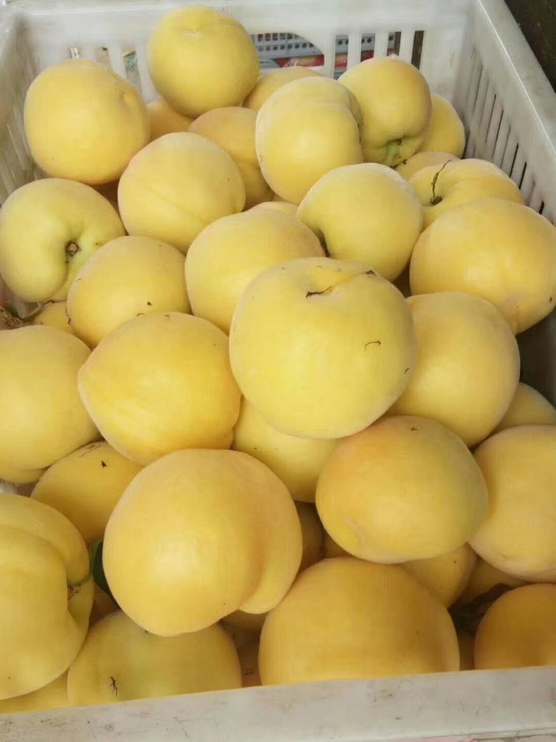 黄金蜜黄桃