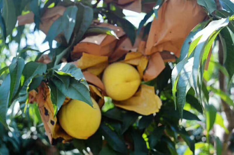 黄金蜜黄桃
