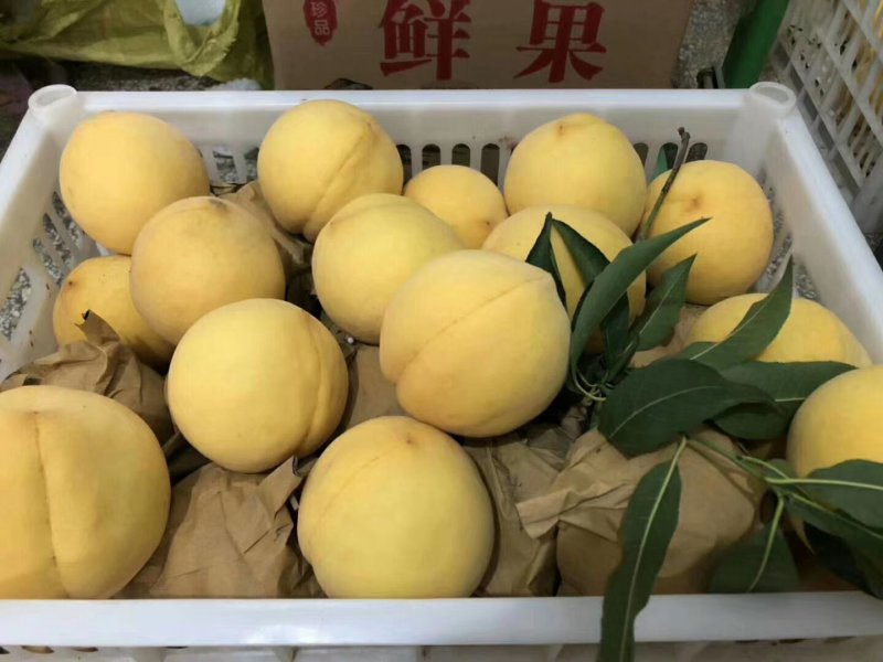 黄金蜜黄桃