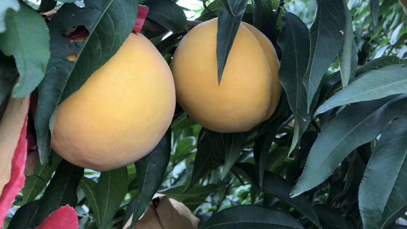 黄金蜜黄桃