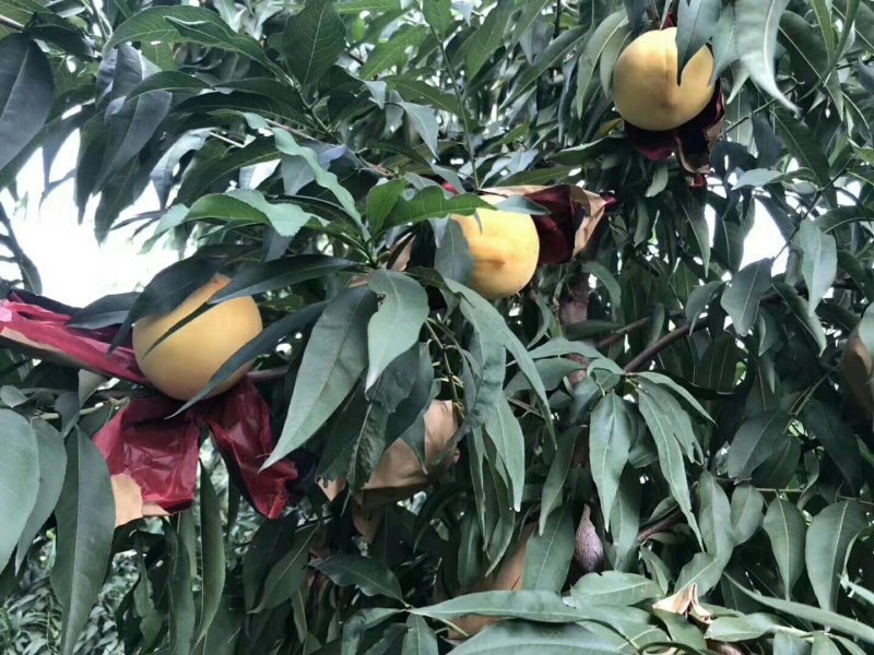 黄金蜜黄桃