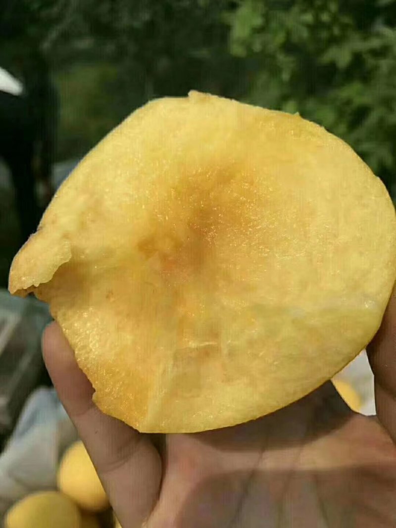 黄金蜜黄桃