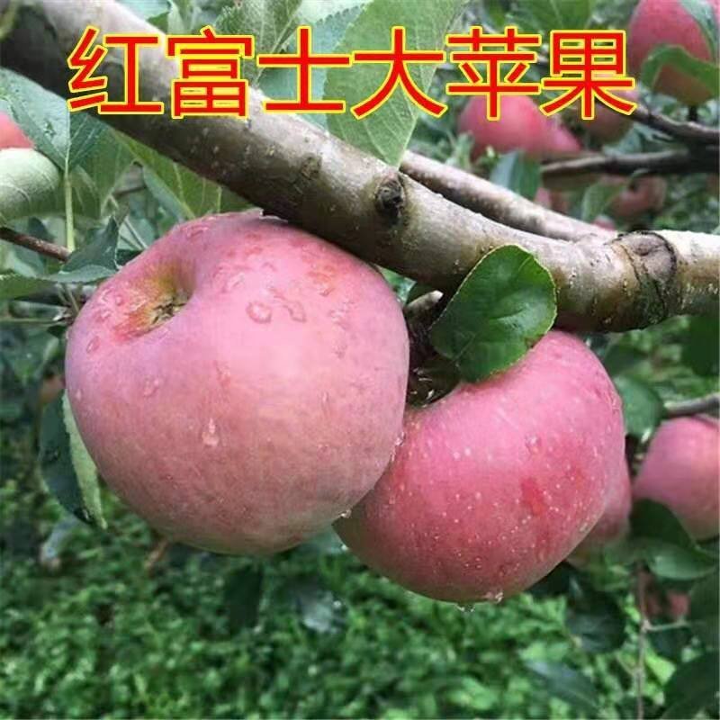 【畅销苹果苗】红富士苹果苗当年结果苗南北方种植根系发达