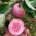 【畅销苹果苗】红富士苹果苗当年结果苗南北方种植根系发达