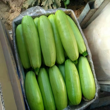 新下来的油瓜，大量上市，