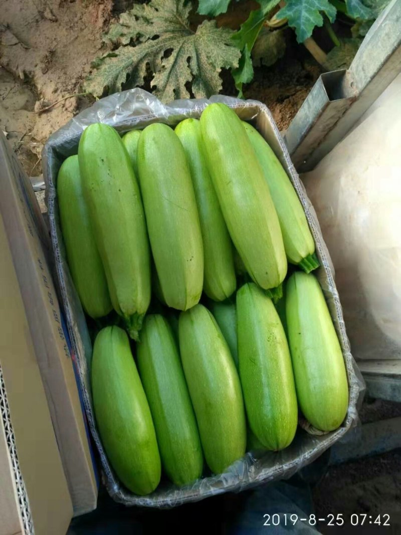 新下来的油瓜，大量上市，
