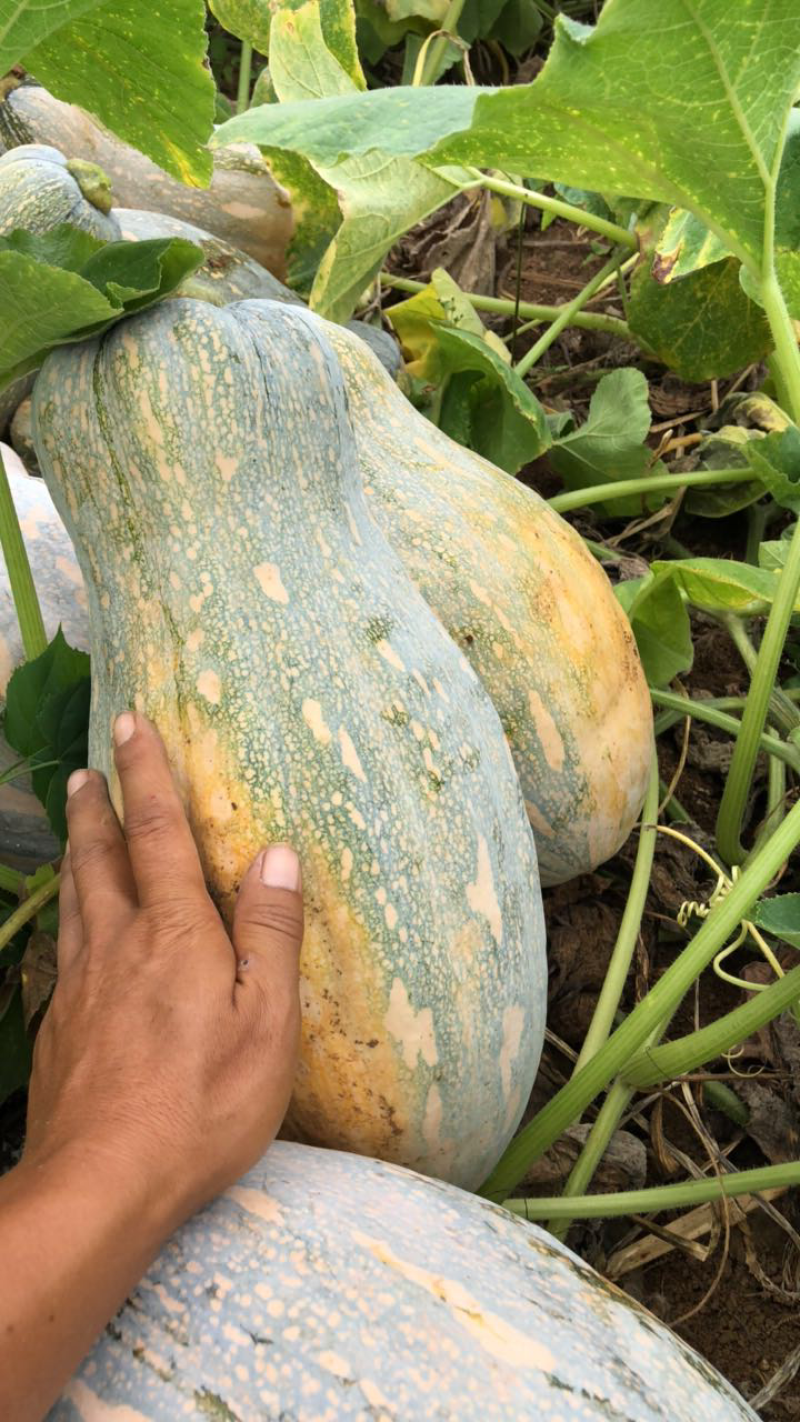 葫芦瓜又叫棒瓜