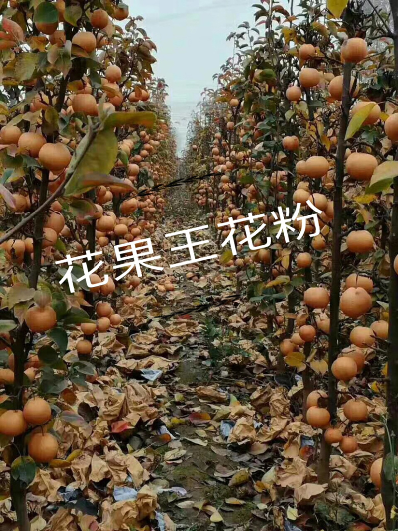 秋月梨