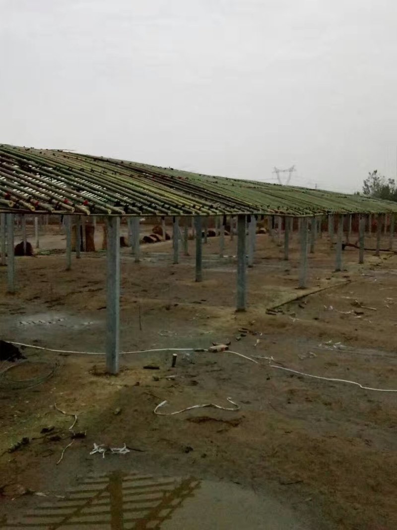 【欢迎咨询】家禽养殖大棚各地专业养殖大棚建设物美价廉