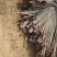 【欢迎咨询】家禽养殖大棚各地专业养殖大棚建设物美价廉