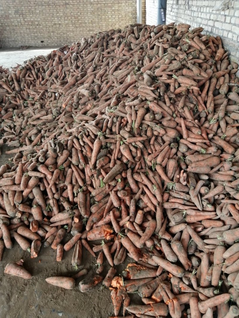 次品胡萝卜大量供应，无腐烂，质量好