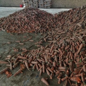 次品胡萝卜大量供应，无腐烂，质量好
