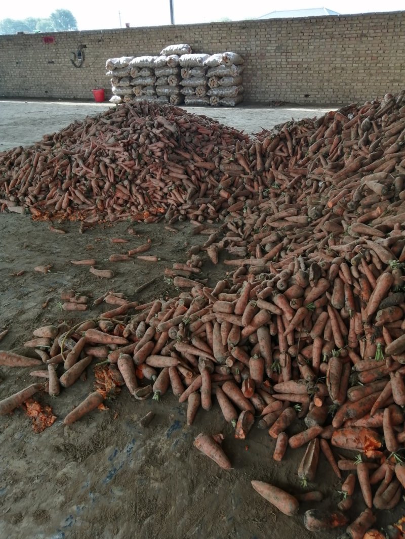 次品胡萝卜大量供应，无腐烂，质量好