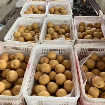 丰水梨已大量采摘产地大量供应