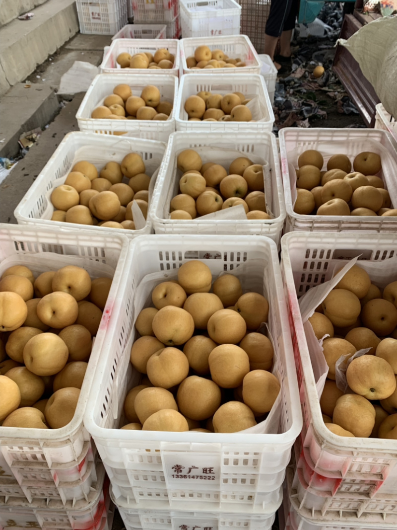 丰水梨已大量采摘产地大量供应