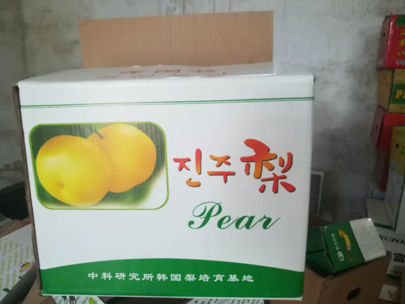 丰水梨已大量采摘产地大量供应