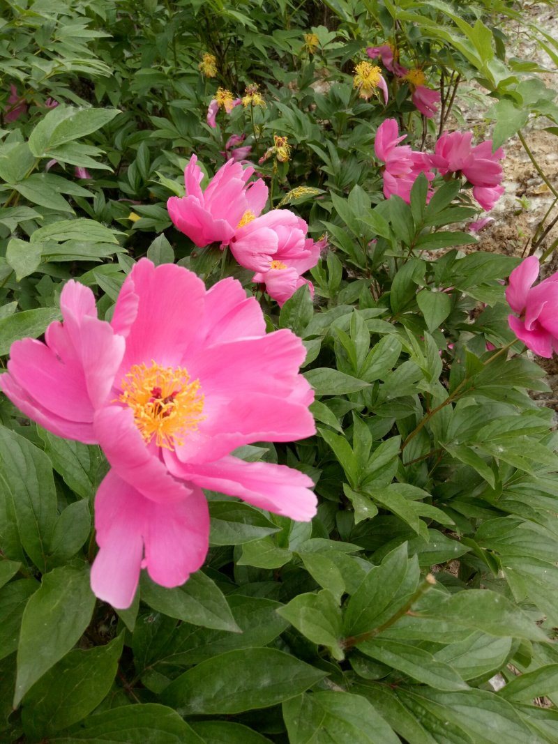 亳州市卫岗镇地产中药材白芍脱皮芍黑根芍