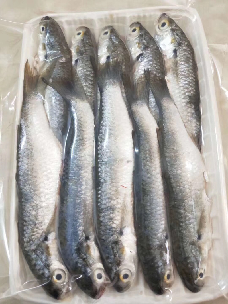 虫鱼