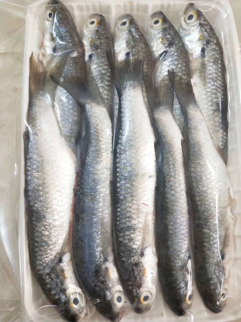 虫鱼