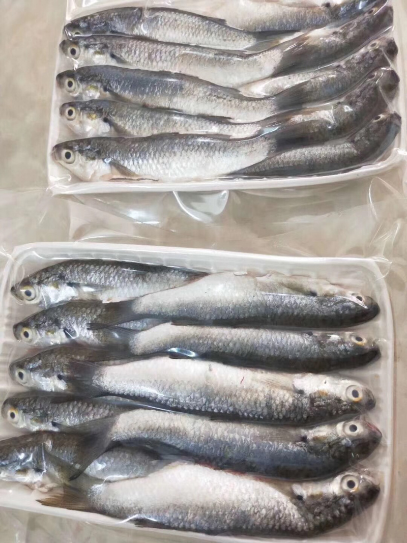 虫鱼