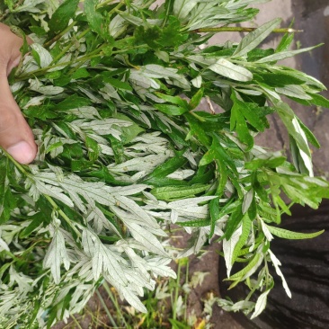 野生艾草现采现卖山东临朐