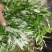 野生艾草现采现卖山东临朐