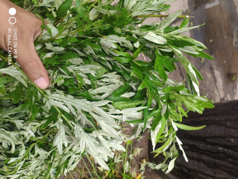 野生艾草现采现卖山东临朐