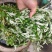 野生艾草现采现卖山东临朐