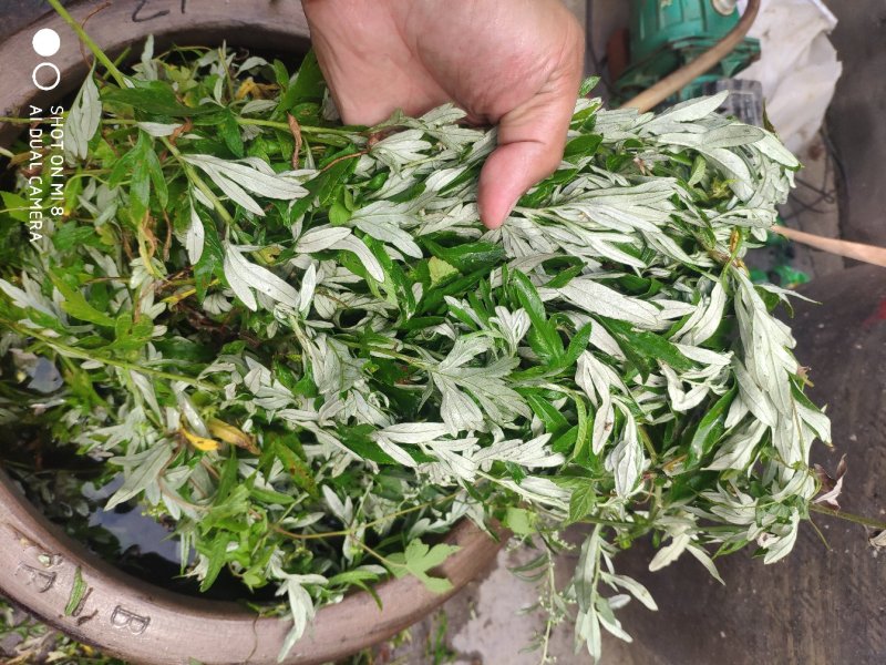 野生艾草现采现卖山东临朐