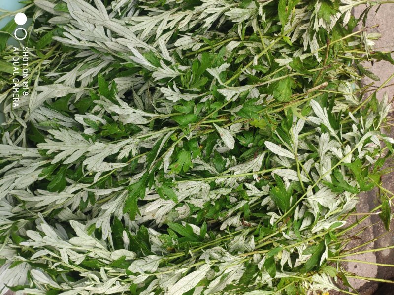 野生艾草现采现卖山东临朐