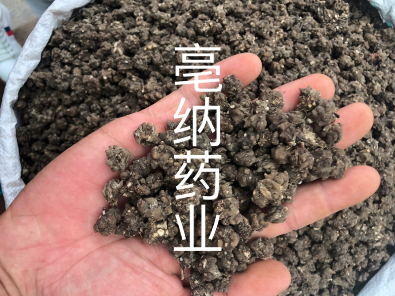 猫爪草河南1公斤起批大货批发