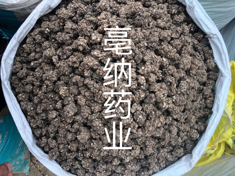 猫爪草河南1公斤起批大货批发