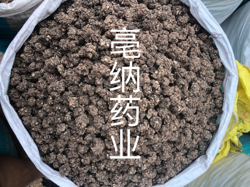 猫爪草河南1公斤起批大货批发