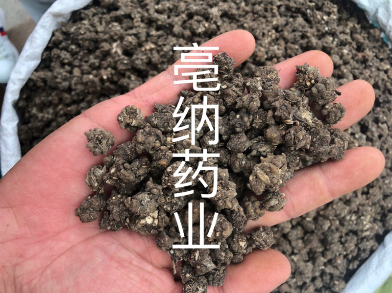 猫爪草河南1公斤起批大货批发