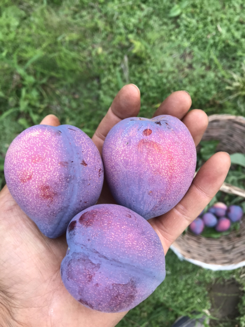 大量批发吉胜桃李
