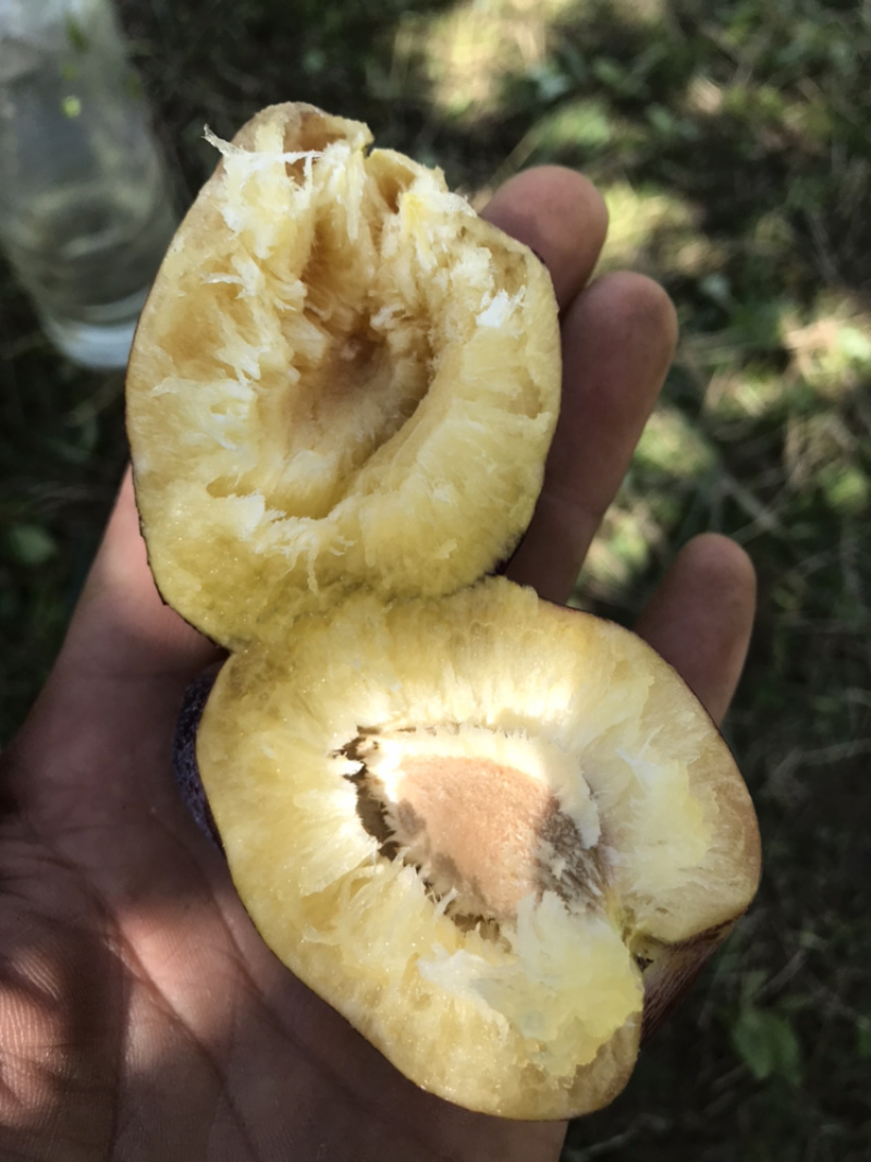 大量批发吉胜桃李