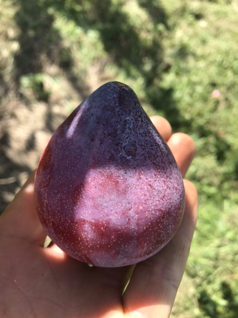 大量批发吉胜桃李