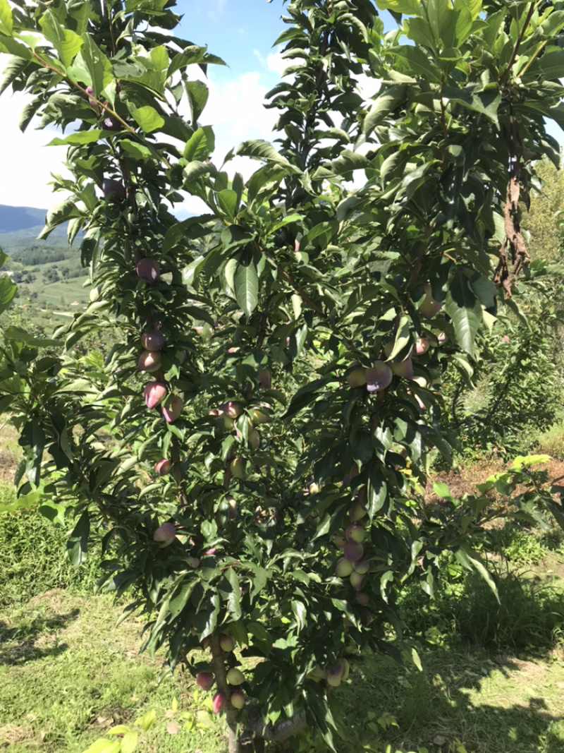大量批发吉胜桃李