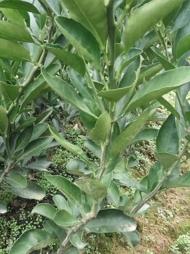 ，大分4号，，，特早蜜桔，汁多清甜
