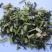 益母草坤草千余品种供应承接订单