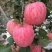 🔥🔥🔥【条红红富士】大量现货产地直供🍎口感脆甜