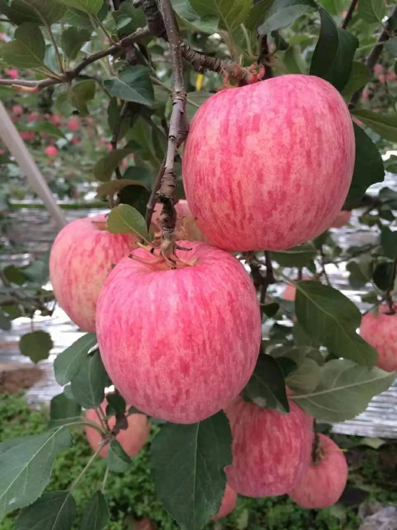 🔥🔥🔥【条红红富士】大量现货产地直供🍎口感脆甜
