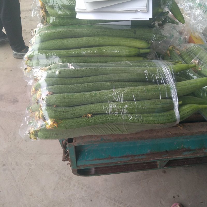 精品丝瓜基地直销欢迎您来考察。。。。。。。。